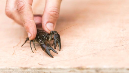 Close-up of a white-clawed crayfish being held gently on a board out of the water by a ranger's hand at Wallington, Northumberland; it's a small, dark-brown creature with large front claws